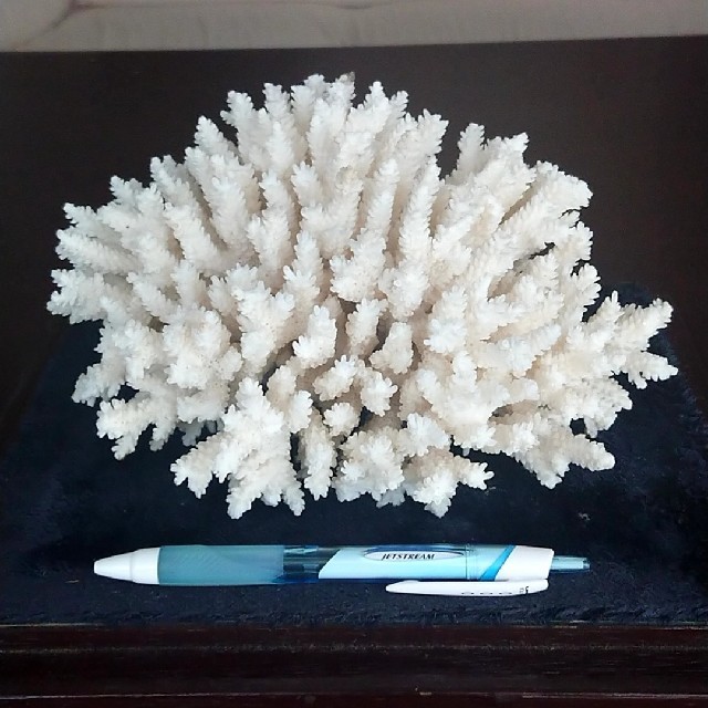 白珊瑚 置物 特注専用ガラスケース付きの通販 by ターボー's shop｜ラクマ