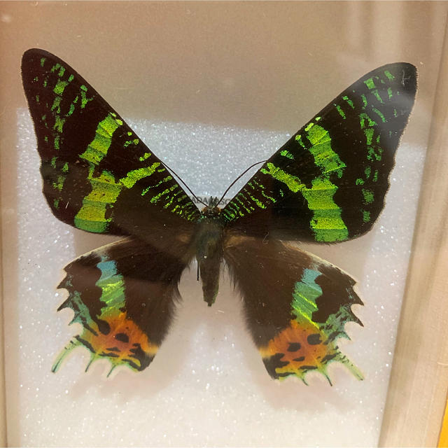 ニシキオオツバメガ標本の通販 by MDP's shop｜ラクマ