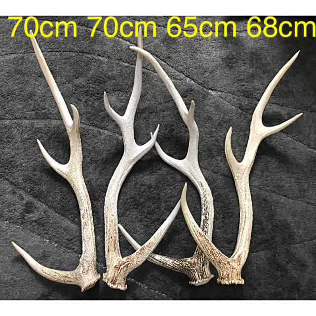 エゾシカ 蝦夷鹿 鹿ツノ 鹿 角 ツノ セット まとめ 天然の通販 by GNU