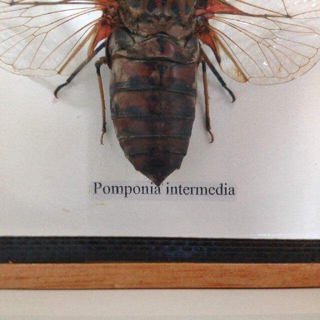 やん様専用】テイオウゼミ 帝王蝉 標本の通販 by pluejomo's shop｜ラクマ