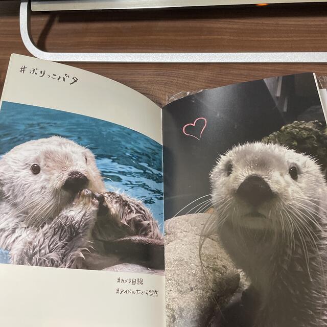 ラッコのパタ 写真集二冊 動物 海遊館 大阪の通販 by あおい｜ラクマ