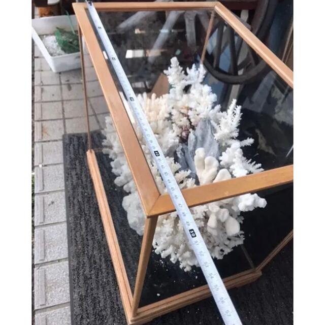 珊瑚礁、飾り珊瑚、飾りサンゴ、珊瑚、ガラスケース付き珊瑚礁の通販