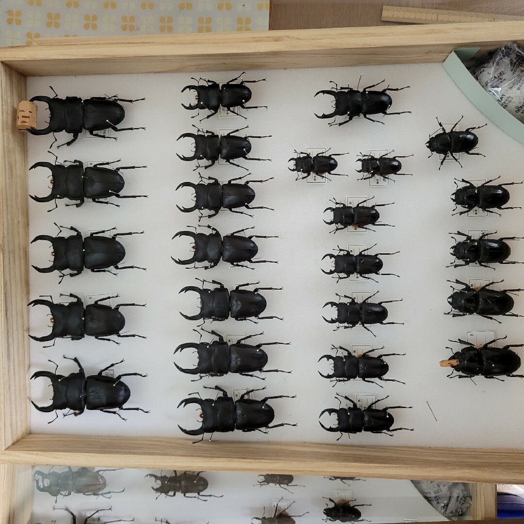 オオクワガタ 標本 昆虫の通販 by Ken's shop｜ラクマ