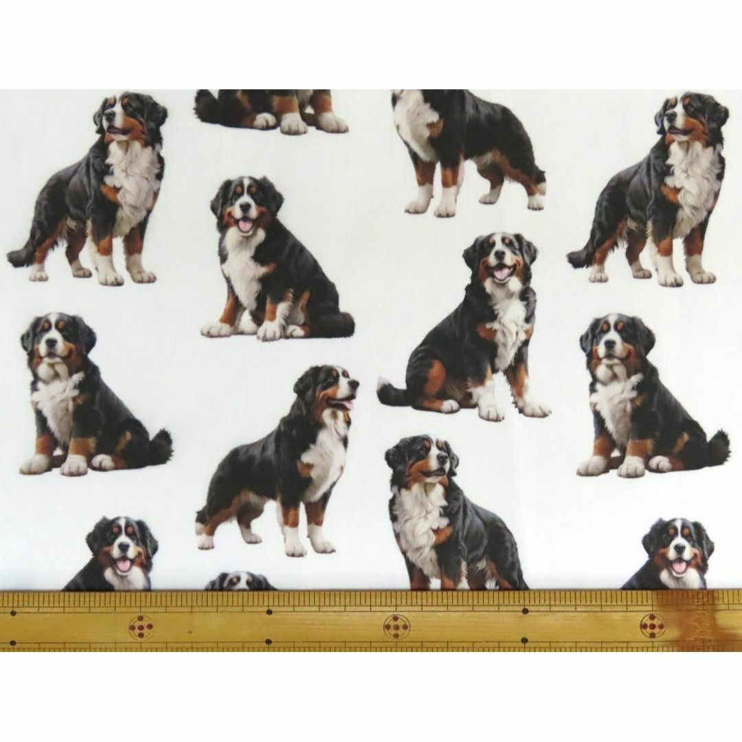 ゆきちゃん限定】X1894-1 バーニーズマウンテンドッグ 白 布 1mの通販