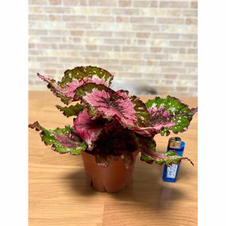 MASSES M&M アルミ 鉢 TYPE2 shade S 新品 マシスの通販 by 燕屋｜ラクマ