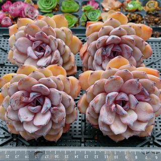 専用ページ 多肉植物 Bee house ホーリンゼの通販 by しずくのお店｜ラクマ