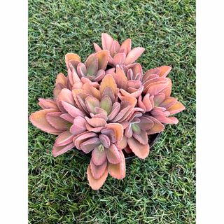 専用ページ 多肉植物 Bee house ホーリンゼの通販 by しずくのお店｜ラクマ