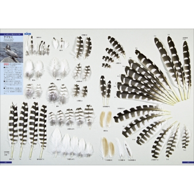 原寸大写真図鑑 羽 増補改訂第2版 : 叶内拓哉 | HMV&BOOKS online