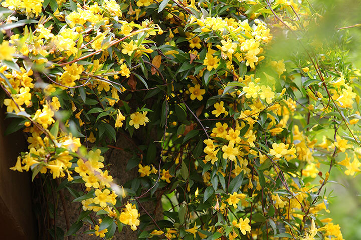 カロライナジャスミンの育て方・栽培方法｜植物図鑑｜みんなの趣味の