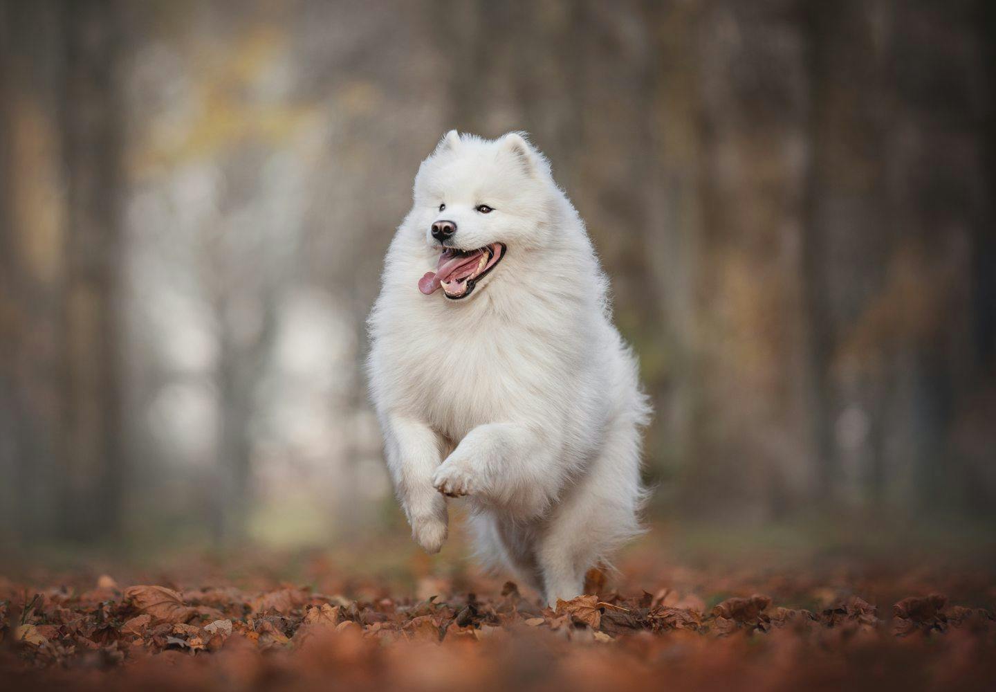 サモエドの性格や特徴は？飼い方のコツやしつけを始める時期、平均寿命
