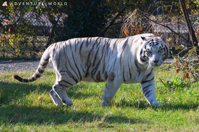 ホワイトタイガーとは？特徴や珍しさ、見に行けるおすすめ動物園などを