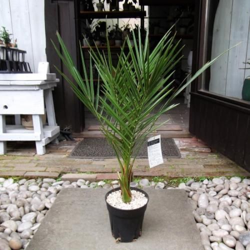 カナリーヤシ 5号 - 植物と暮らす m-plant