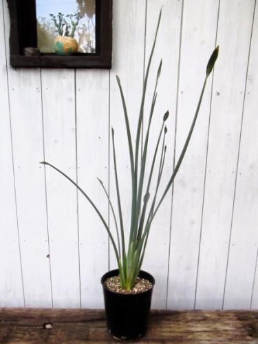 ストレリチア・ユンケア 110cm 7号 - 植物と暮らす m-plant