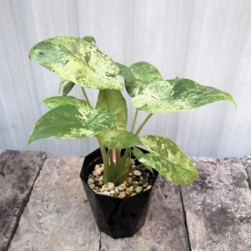 アロカシア・オドラ・バリエガータ バティック 3.5号 - 植物と暮らす m