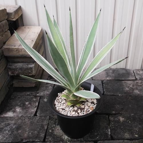 白閃光（ハクセンコウ） 6号 - 植物と暮らす m-plant