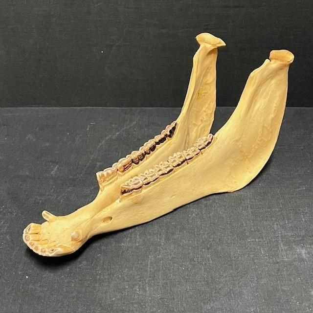 キハーダ quijada 13 ペルー - ::民族楽器コイズミ::