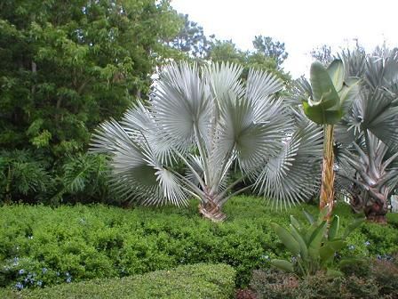 ビスマルキアノビリスシルバー 種3個 - 植物と雑貨のセレクトショップ