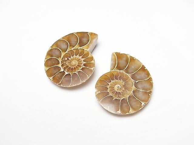マダガスカル産アンモナイトの化石（スライス） 3ペア｜天然石ビーズの