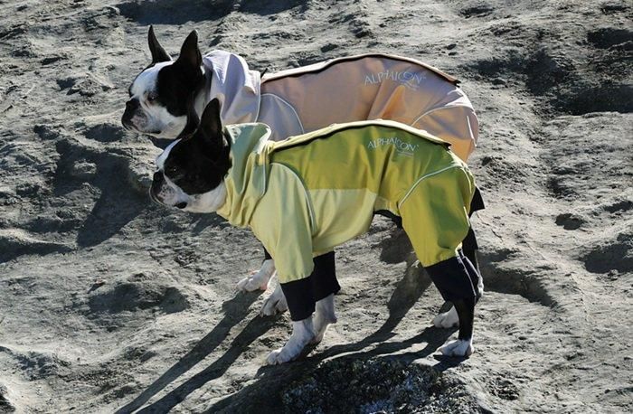 アルファアイコン レインドッグガード(2025年モデル) - ドッグデコ