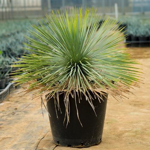 耐寒＆耐陰性］ユッカ ロストラータ・13号／HGPL-633 - ハワイアン