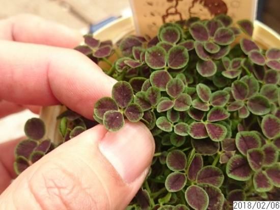 しあわせみぃつけた】 四葉のクローバー