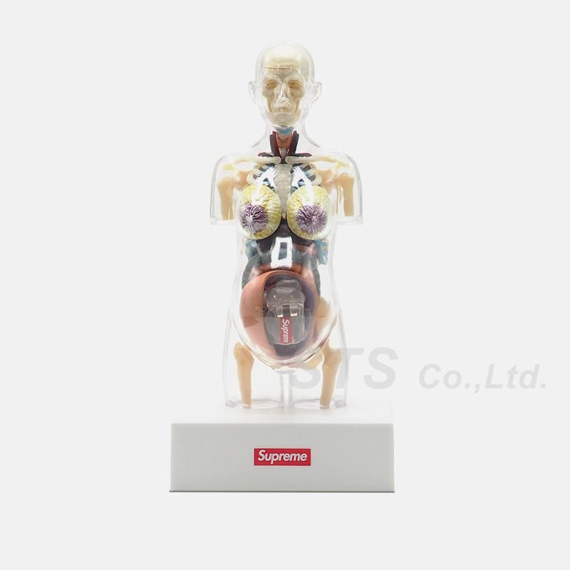 Supreme - Female Anatomy Model - UG.SHAFT
