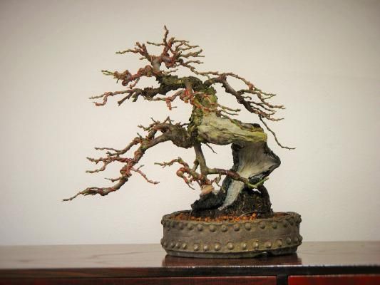 野梅（やばい） - 盆栽・ミニ盆栽・苔玉の通販サイト｜みくに園