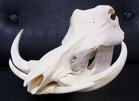 ☆即納☆ アフリカ便！高品質 イボイノシシ 成獣の頭骨（XLサイズ