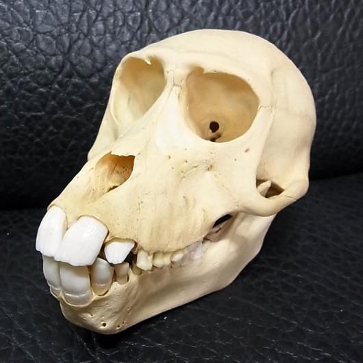 即納☆高品質！ニホンザル 頭骨 - 頭骨・骨格標本・剥製販売 【Core-Box】