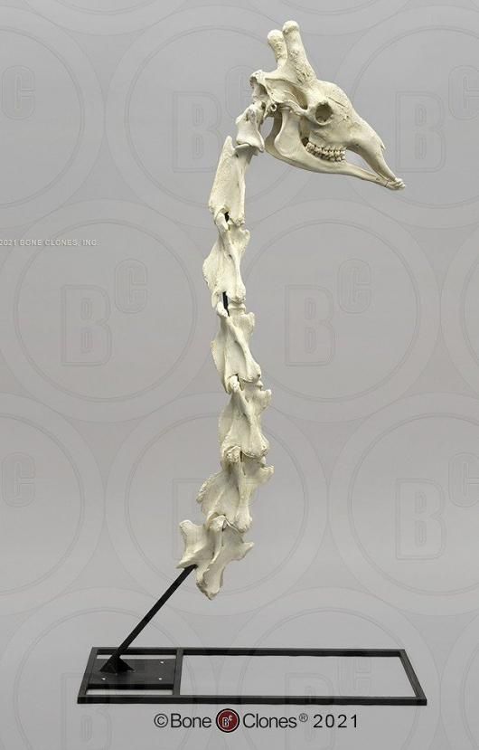 キリン 首の脊椎と頭骨レプリカ 台座付 ☆特選！☆最高品質！ - 頭骨