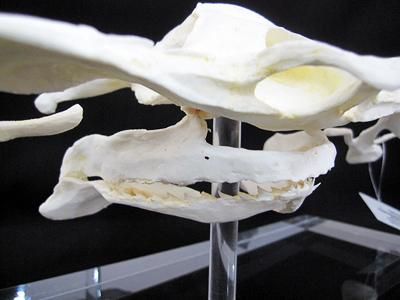 高級台座付！シュモクザメ あご骨 レプリカ - 頭骨・骨格標本・剥製