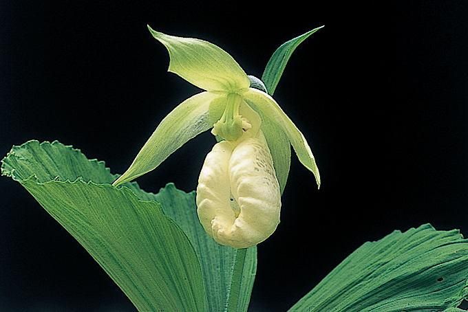 157582051.jpg?cmsp_timestamp=