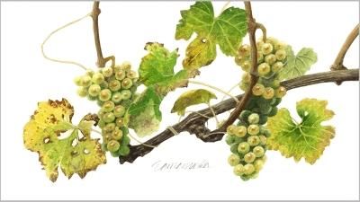 玉村豊男 版画作品 - ヴィラデストワイナリーオンラインショップ