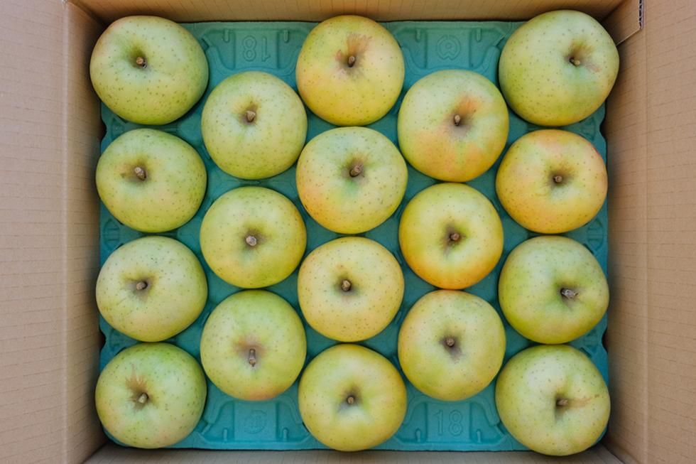 諏訪農園｜りんご｜王林 特選品 5kg 14個～20個