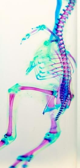 透明工房 ～生命の華～ ☆透明標本 製作・販売 学術指導☆