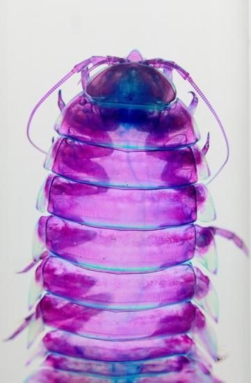 透明工房 ～生命の華～ ☆透明標本 製作・販売 学術指導☆