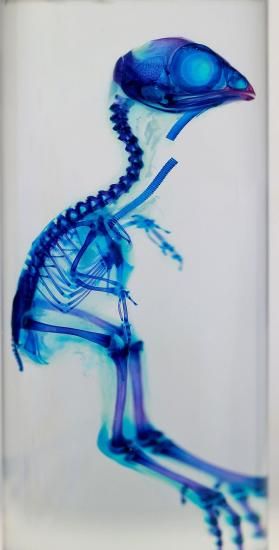 透明工房 ～生命の華～ ☆透明標本 製作・販売 学術指導☆