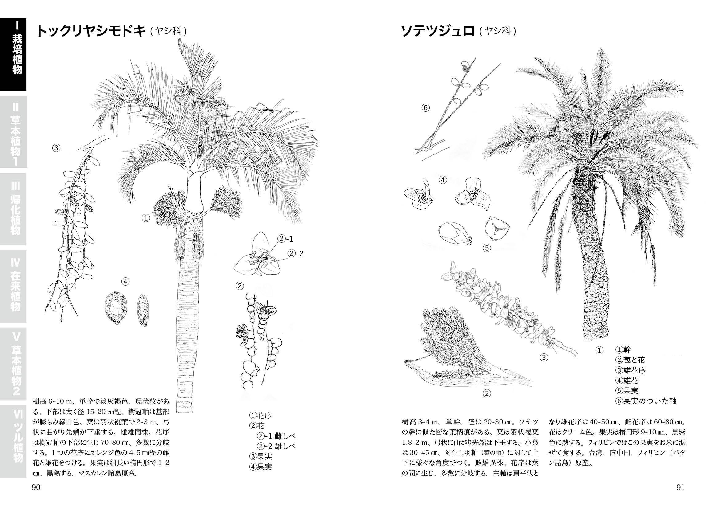 末吉公園で見つけた草木たち スケッチ画で楽しむ沖縄の植物』植物観察