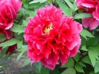 牡丹苗通信販売｜佳興紅-中村農園｜新品種牡丹販売｜島根県松江市│大根島