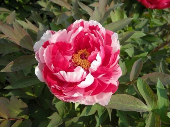 牡丹苗木販売｜島錦。在来種 - 中村農園｜牡丹販売｜島根県松江市│大根島