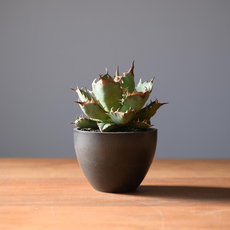 アガベ チタノタ ドワーフ 姫厳竜 鉢セット - 観葉植物・生花・ドライ