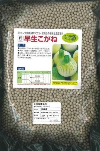 早生こがね - オガワのタネ オンラインショップ