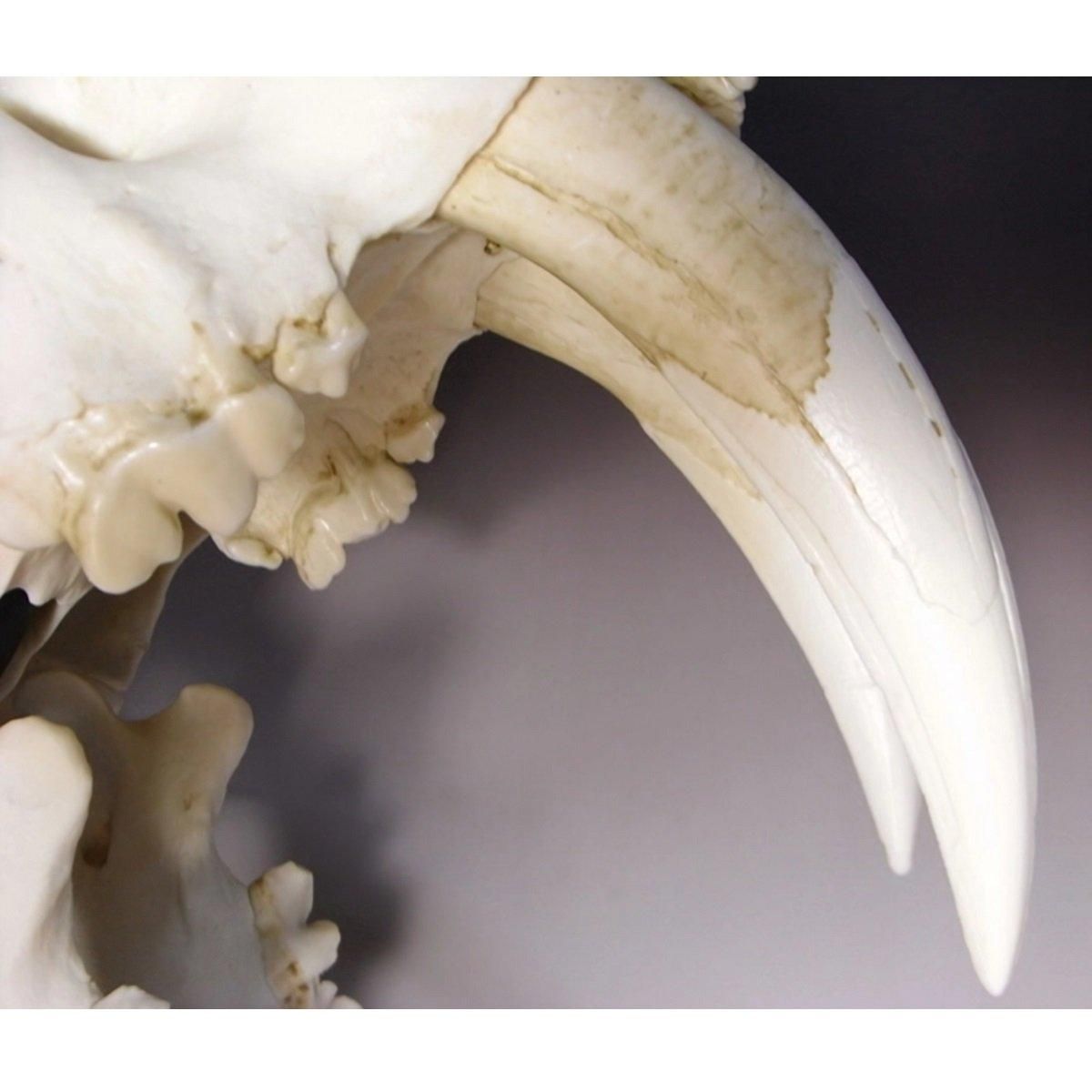 サーベルタイガーのレプリカ 【リアルカラーバージョン】