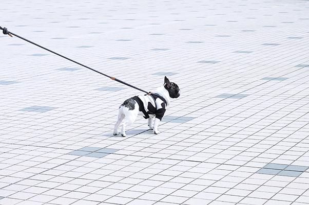 Boo'oh】Ray Harness (ブーオー・レイハーネス) オールインワン