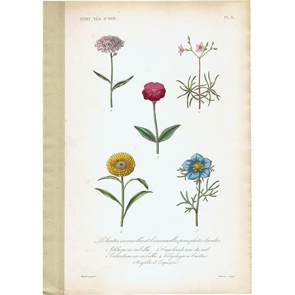 フランス アンティーク ボタニカルアート お花 PL.6 1860年代 0183