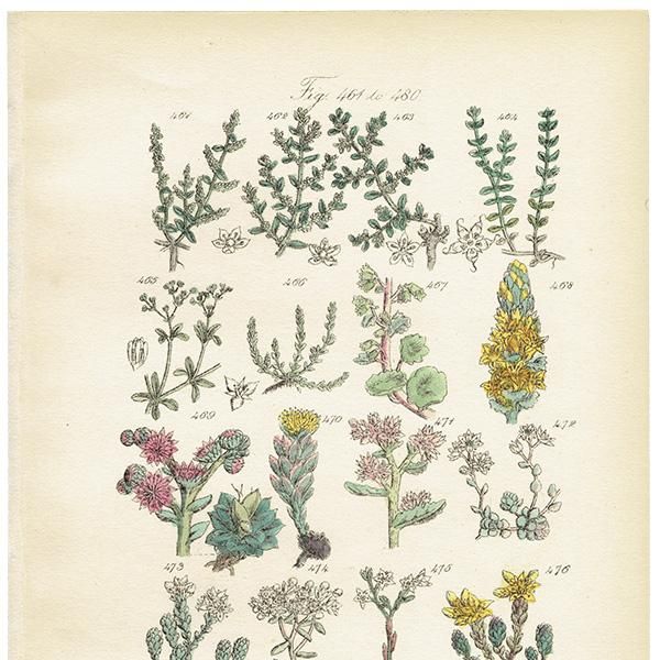 イギリス アンティーク ボタニカルアート/植物画 石版画 (John Edward