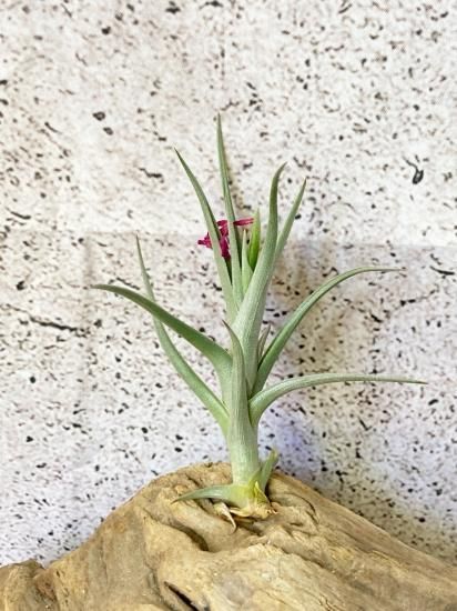 開花終了株】チランジア・ミスティックトランペット T. Mystic Trumpet