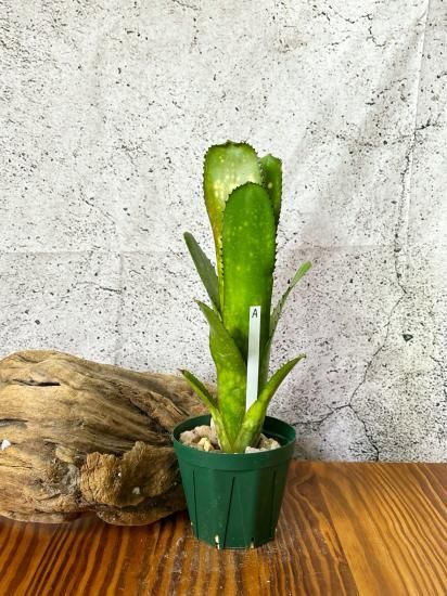 現品】ビルベルギア・コーラン シャークバイト Billbergia Kolan Shark