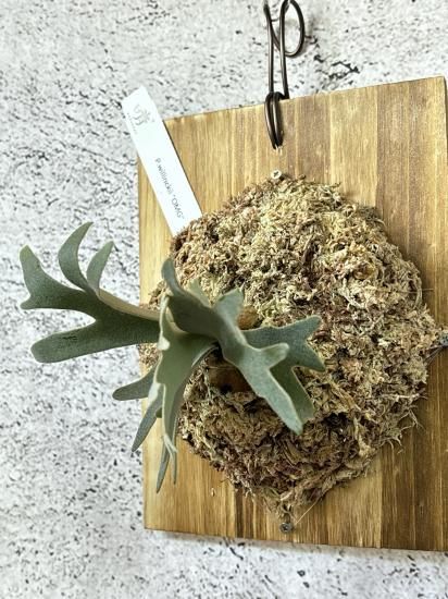 現品】ビカクシダ・ウィリンキー・O. M. G. 子株 P. willinckii OMG OC