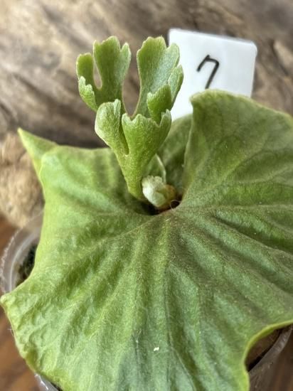 現品】ビカクシダ・リドレイ・ドワーフシルバー Platycerium ridleyi